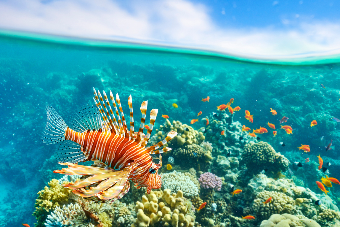 Falcon Hills Travel Package in Sharm El Sheikh